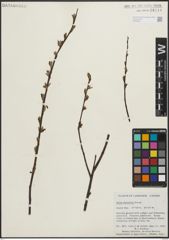 Foto von Salix planifolia Pursh
